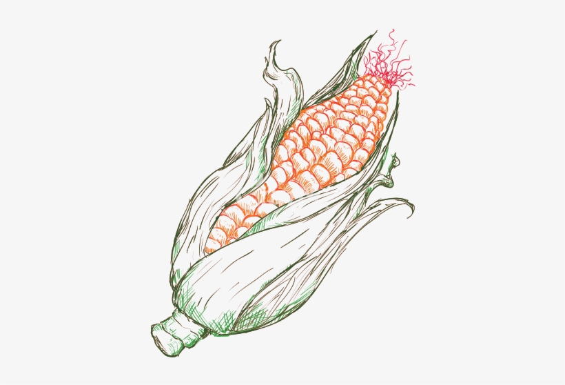 Corn Drawing Artistic Sketching