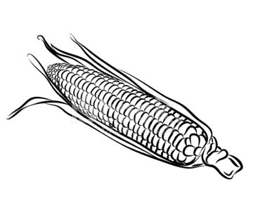Corn Drawing Detailed Sketch