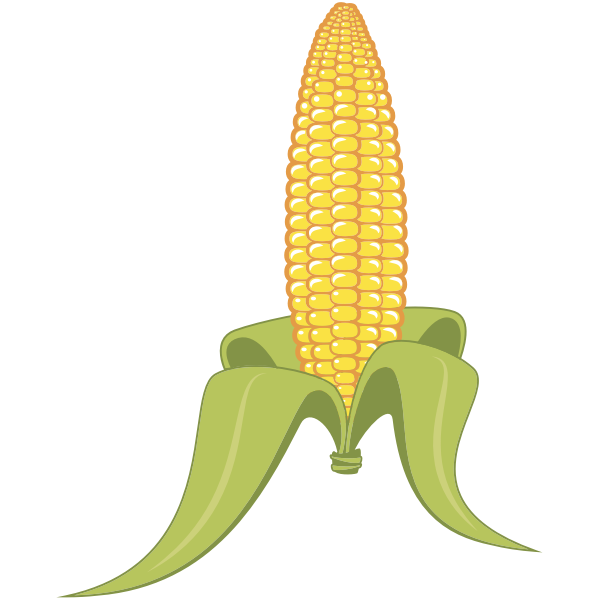 Corn Drawing Fine Art
