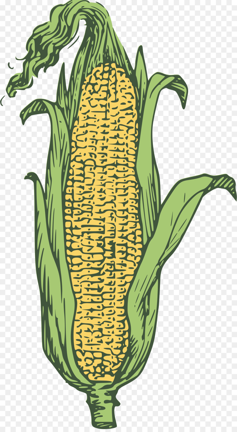 Corn Drawing Photo