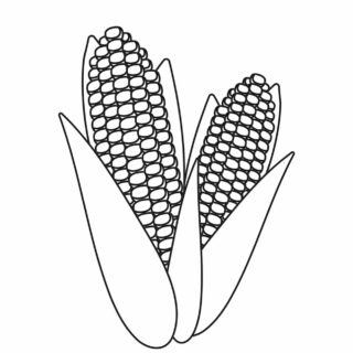 Corn Drawing Professional Artwork