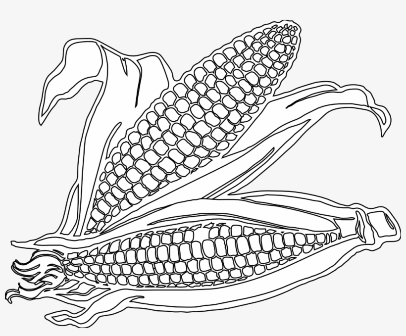 Corn Drawing Realistic Sketch