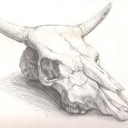 Cow Skull Drawing Amazing Sketch