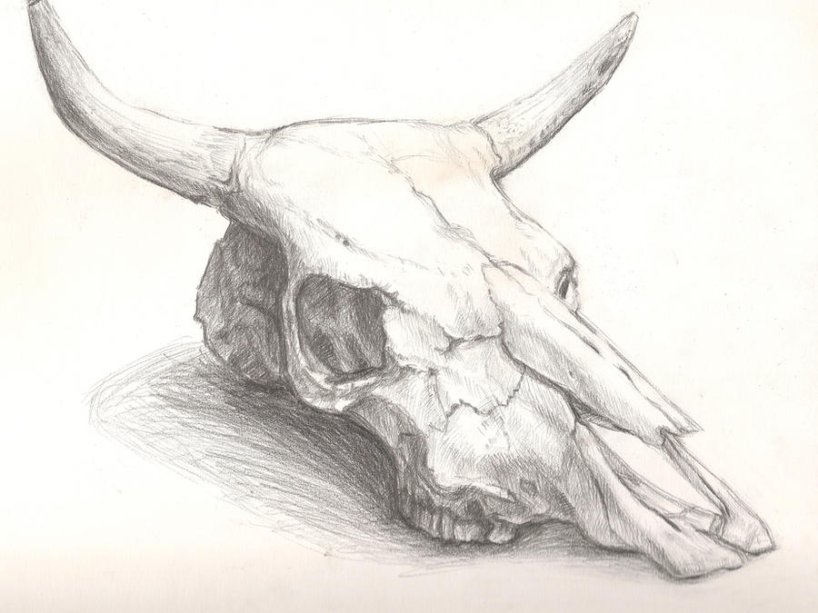 Cow Skull Drawing Amazing Sketch