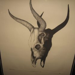 Cow Skull Drawing Artistic Sketching