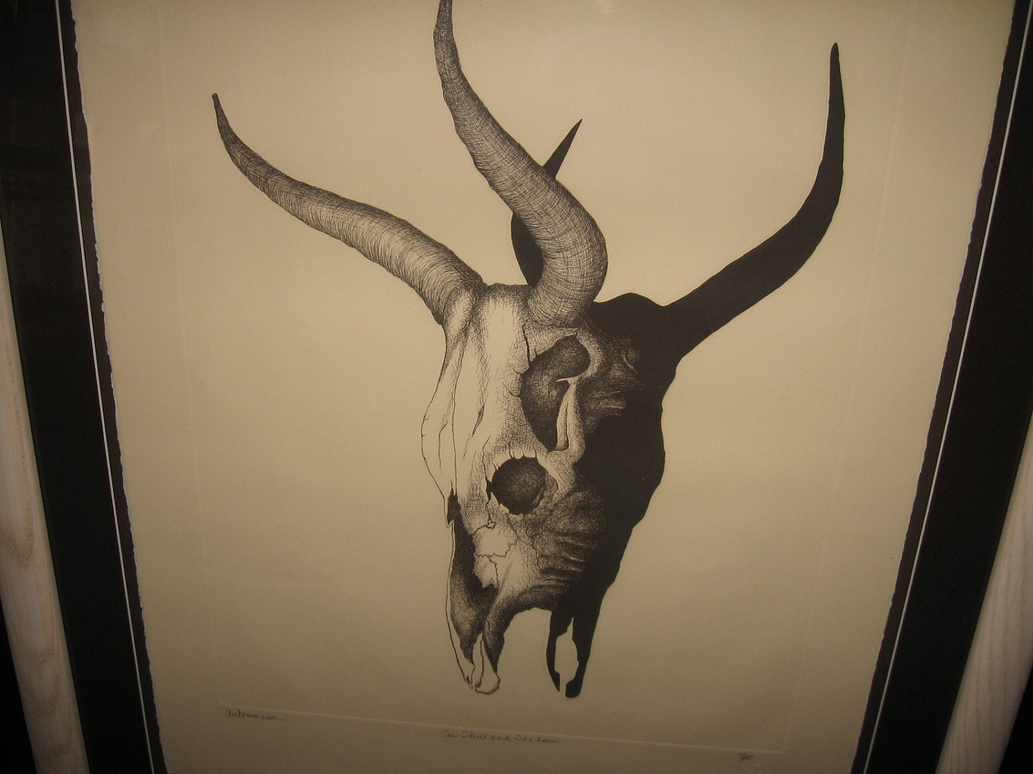 Cow Skull Drawing Artistic Sketching