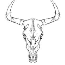 Cow Skull Drawing Intricate Artwork