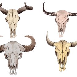 Cow Skull Drawing Realistic Sketch