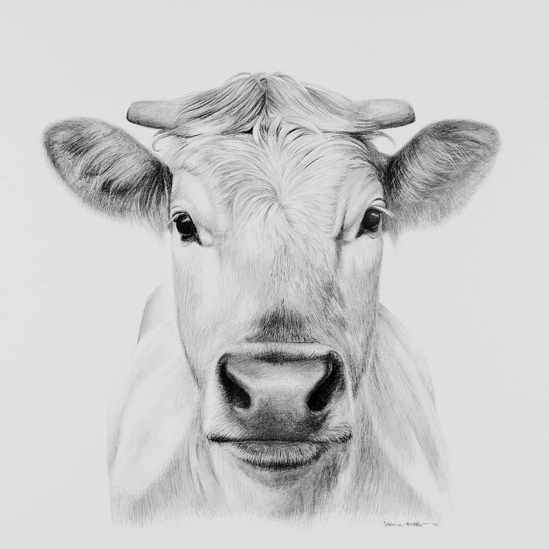 Cows Face Drawing Artistic Sketching