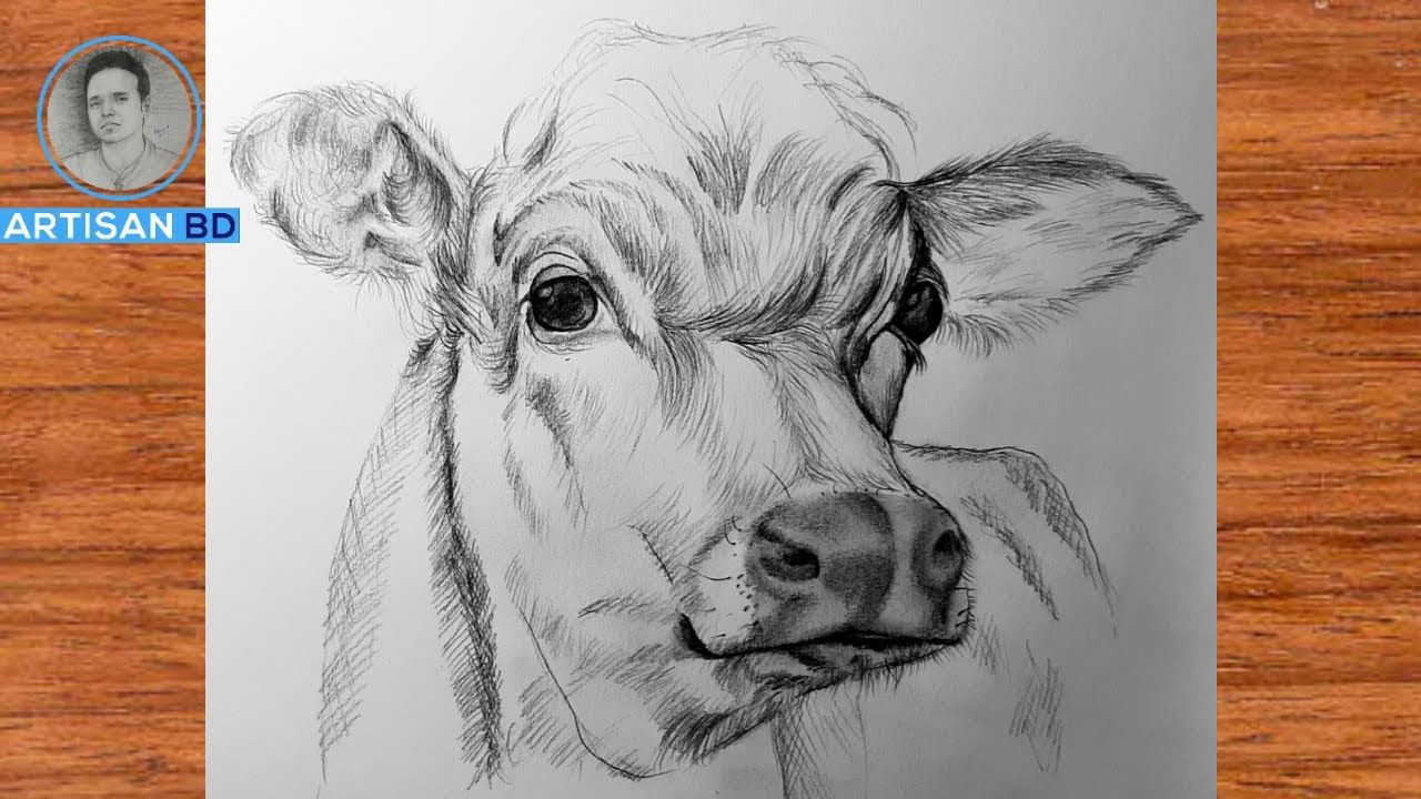 Cows Face Drawing Hand drawn Sketch