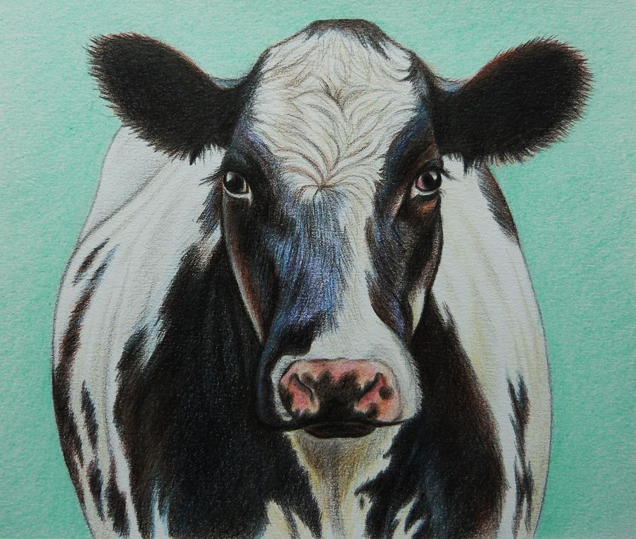 Cows Face Drawing Modern Sketch