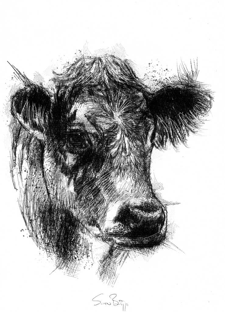 Cows Face Drawing Stunning Sketch