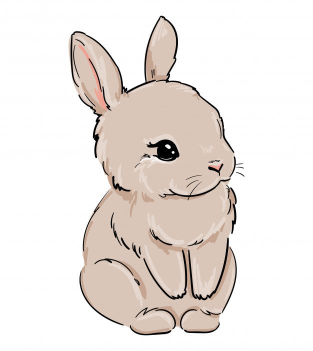 Cute Bunny Drawing Sketch
