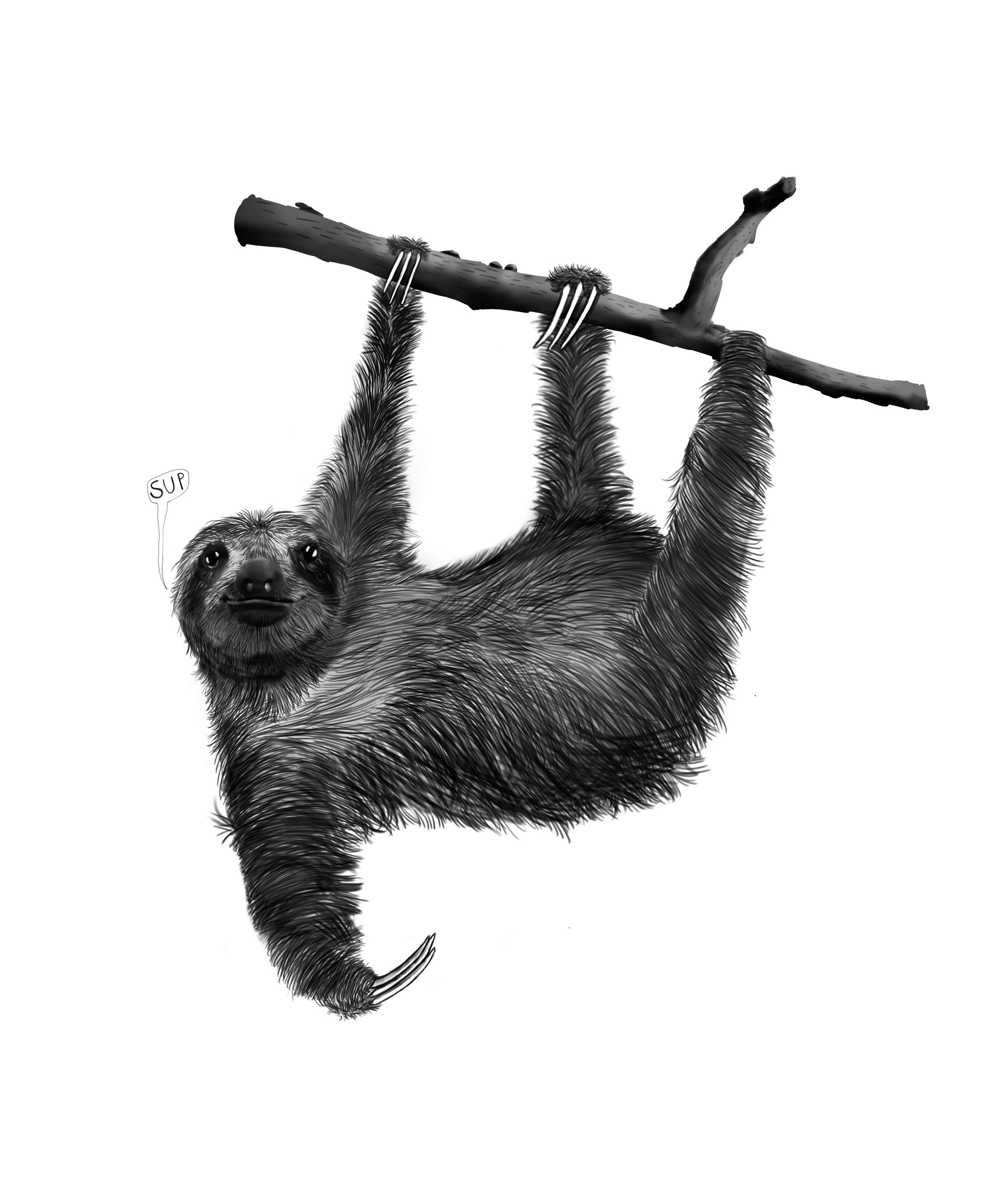 Cute Sloth Drawing Hand Drawn