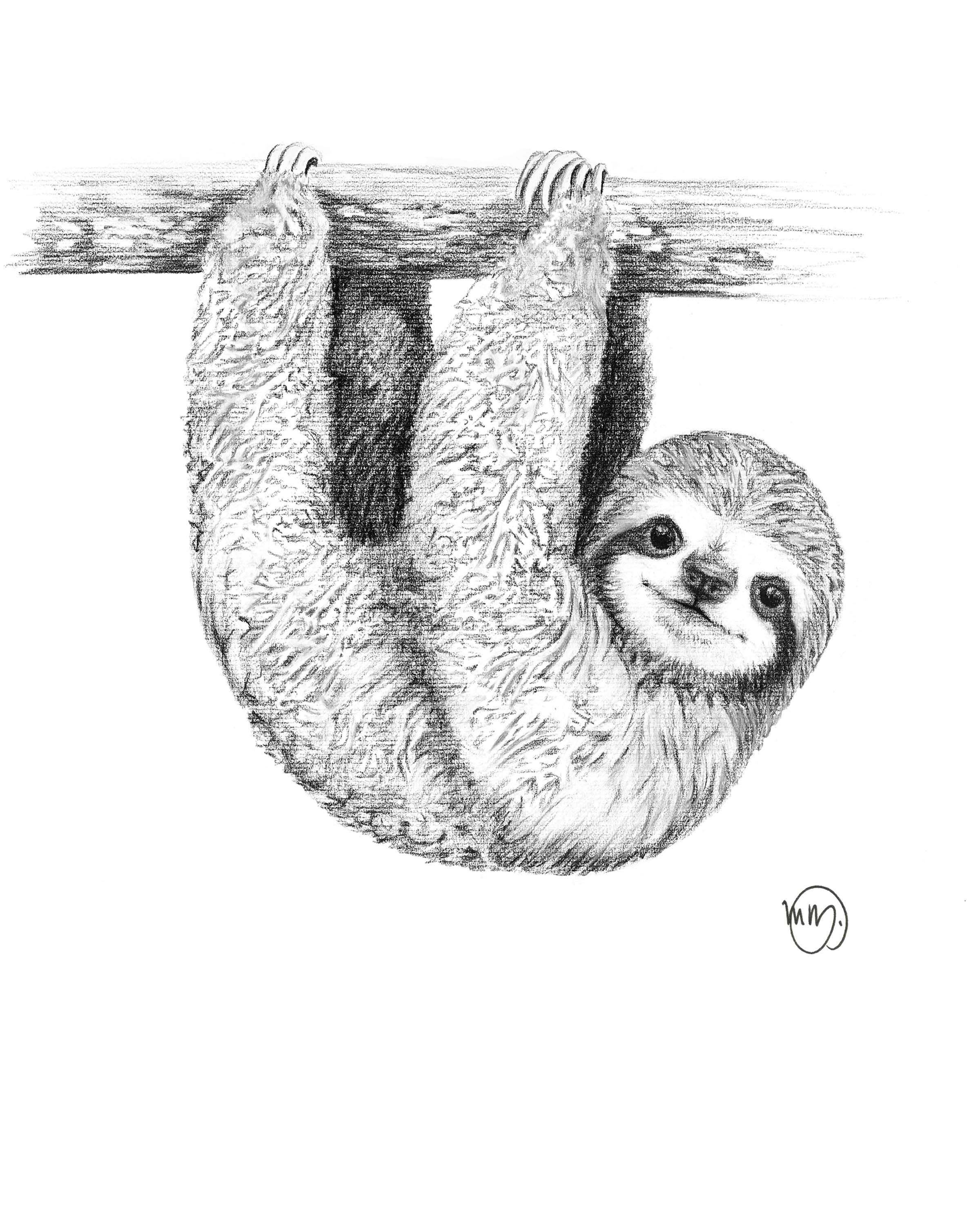 Cute Sloth Drawing Realistic Sketch