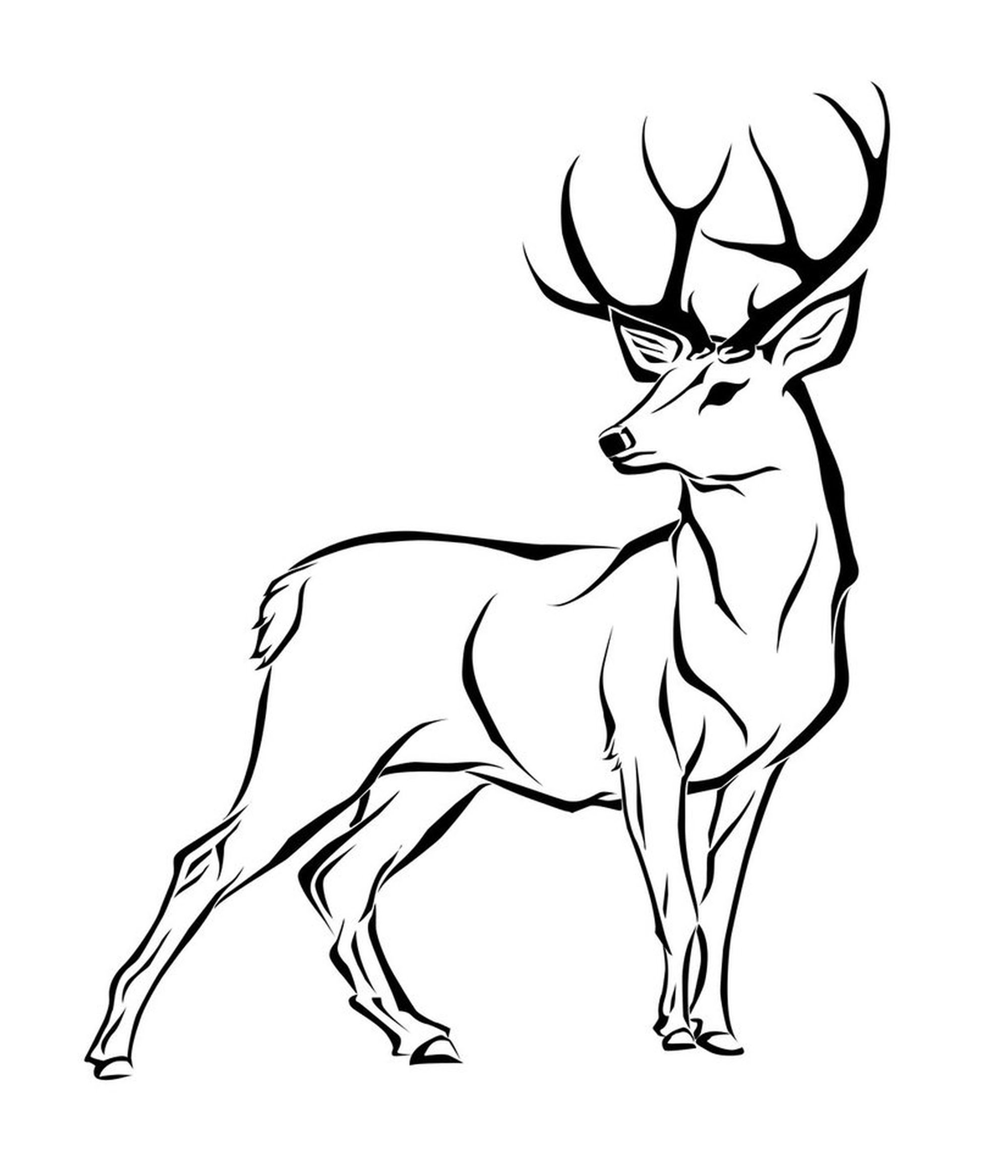 Deer Drawing Amazing Sketch