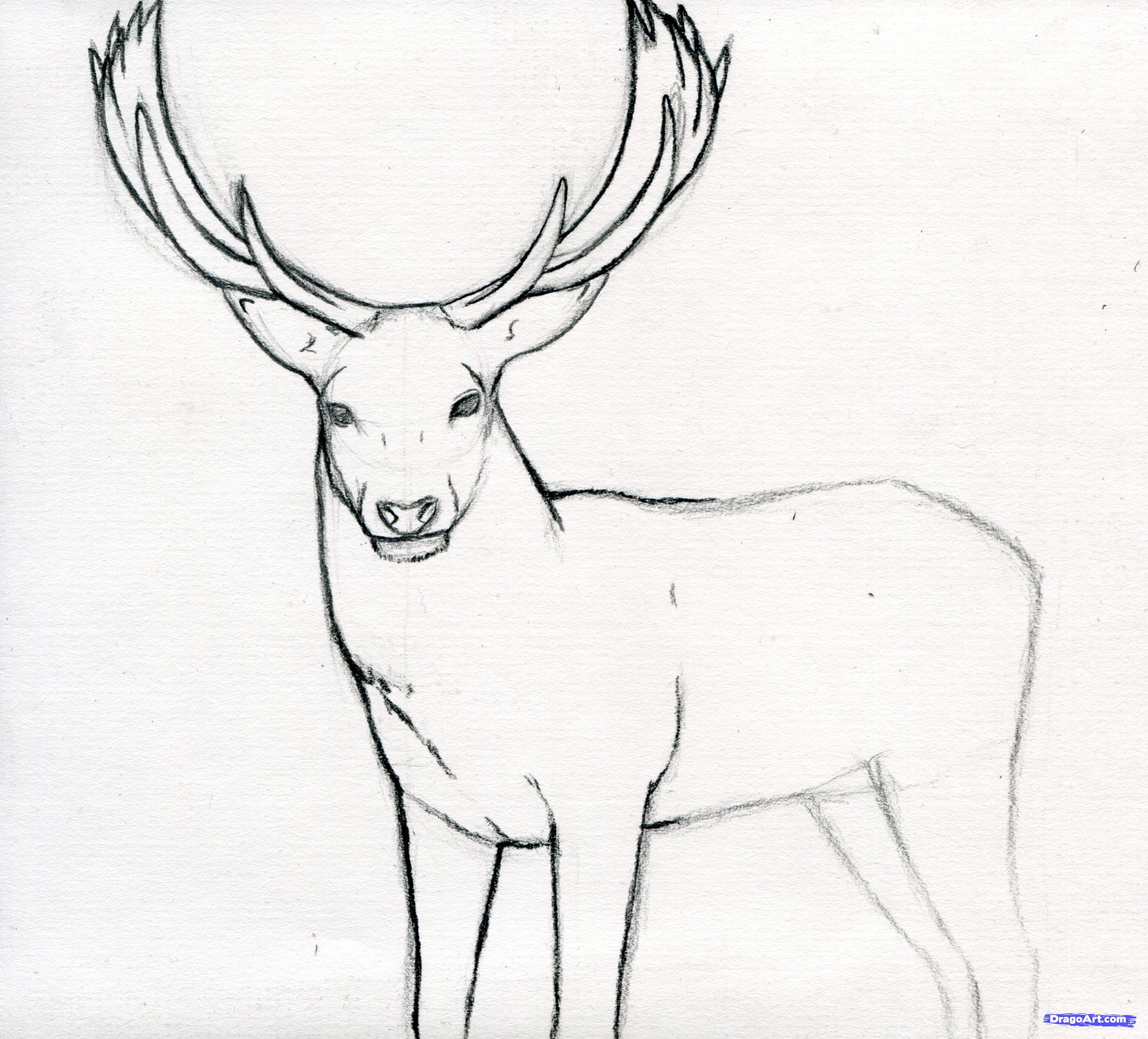 Deer Drawing Art