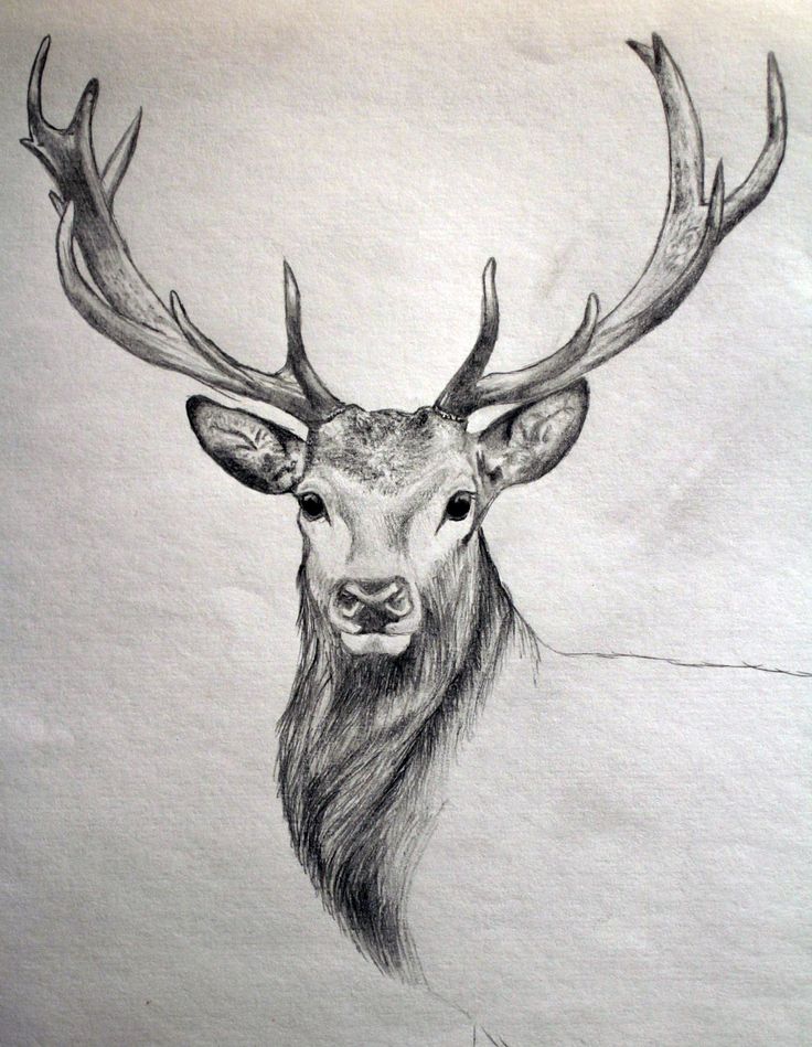 Deer Drawing Artistic Sketching