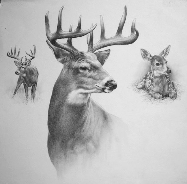 Deer Drawing Beautiful Artwork