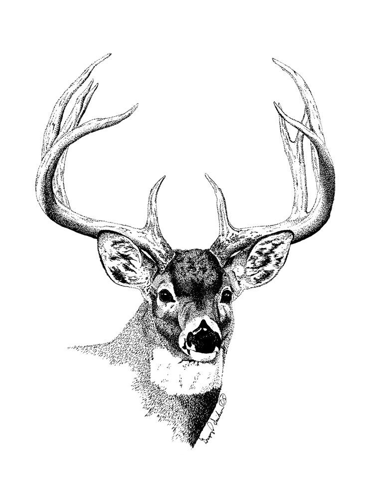 Deer Drawing Creative Style