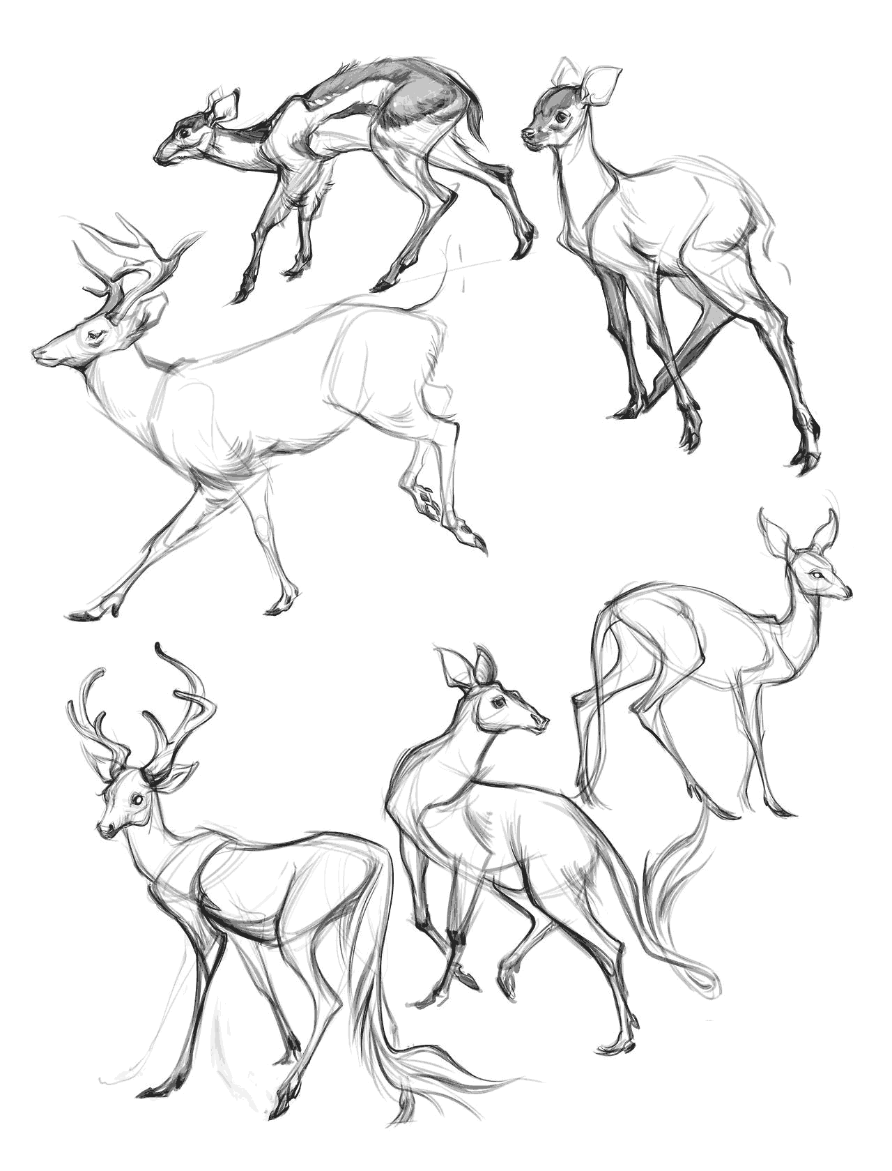 Deer Drawing Intricate Artwork