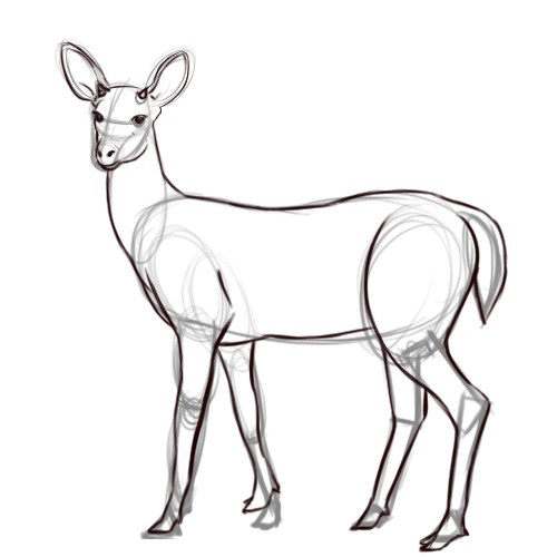 Deer Drawing Photo