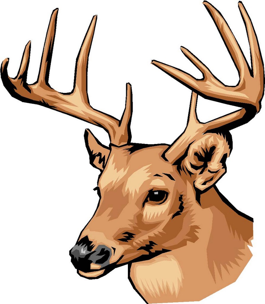 Deer Drawing Professional Artwork