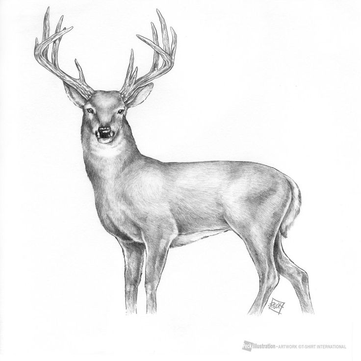 Deer Drawing Realistic Sketch