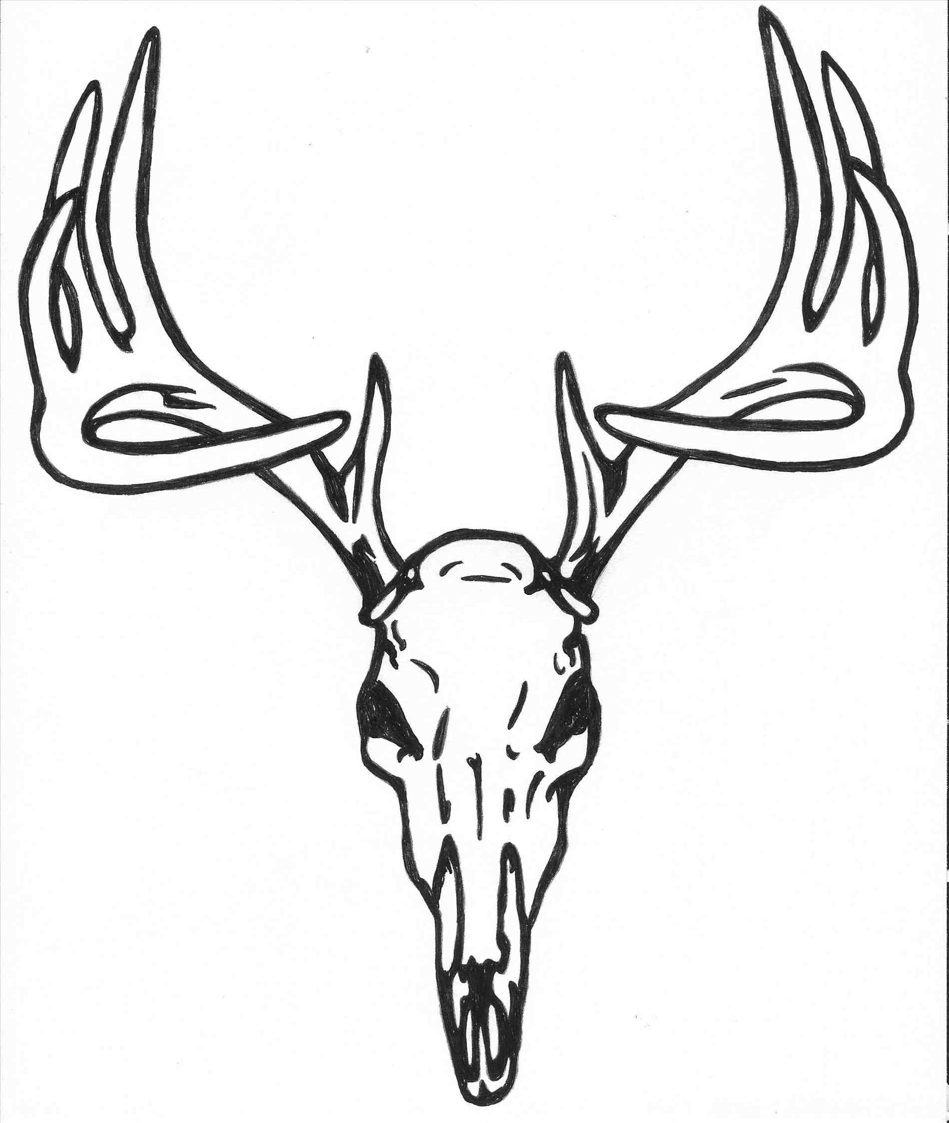 Deer Drawing Sketch
