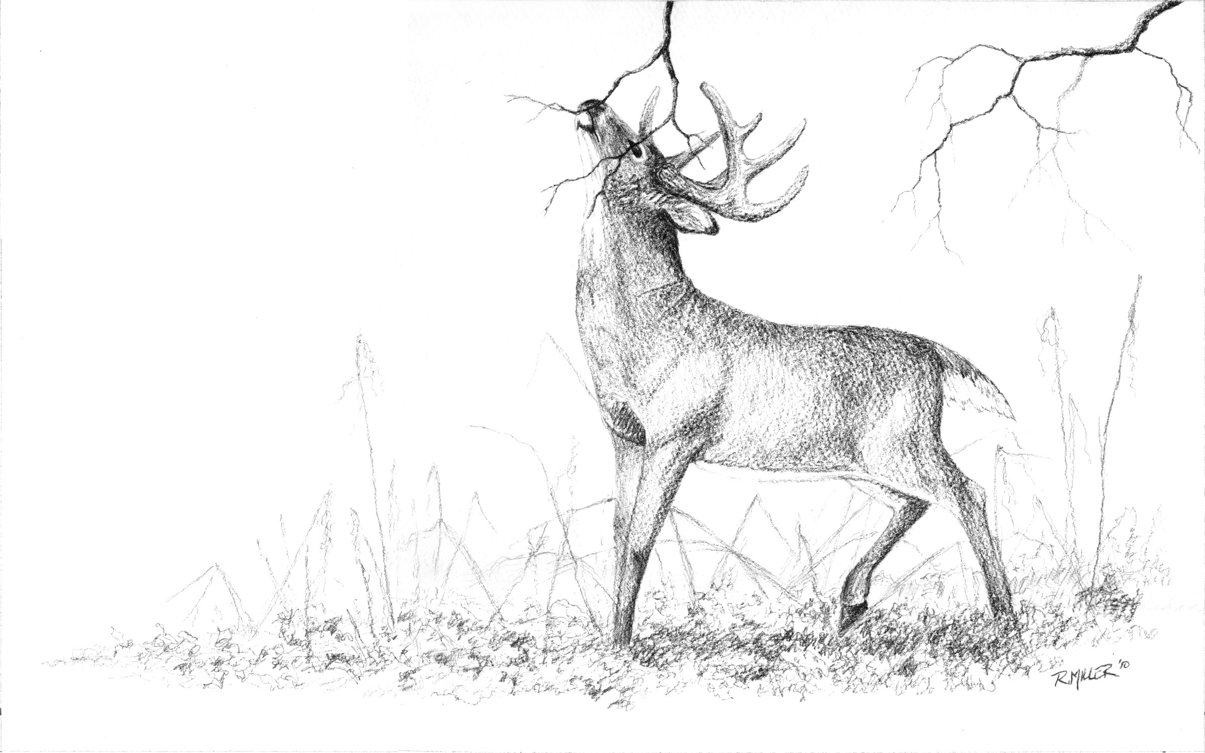 Deer Drawing Unique Art
