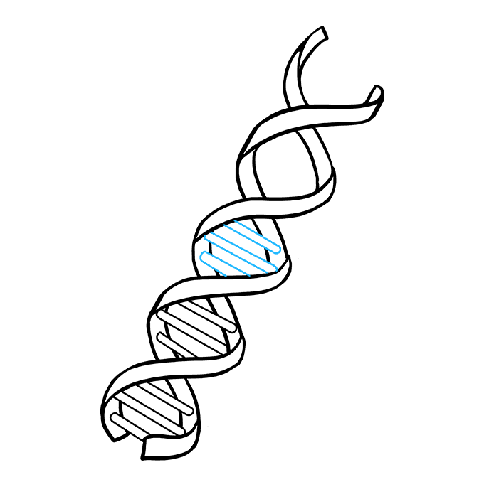 Dna Drawing
