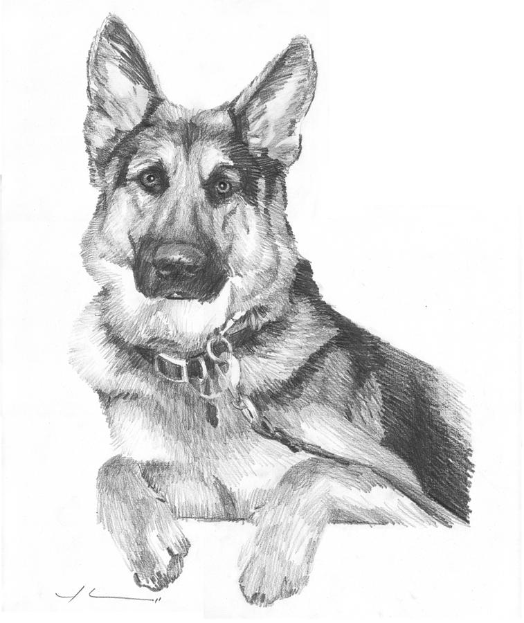 Dog Pencil Drawing Amazing Sketch