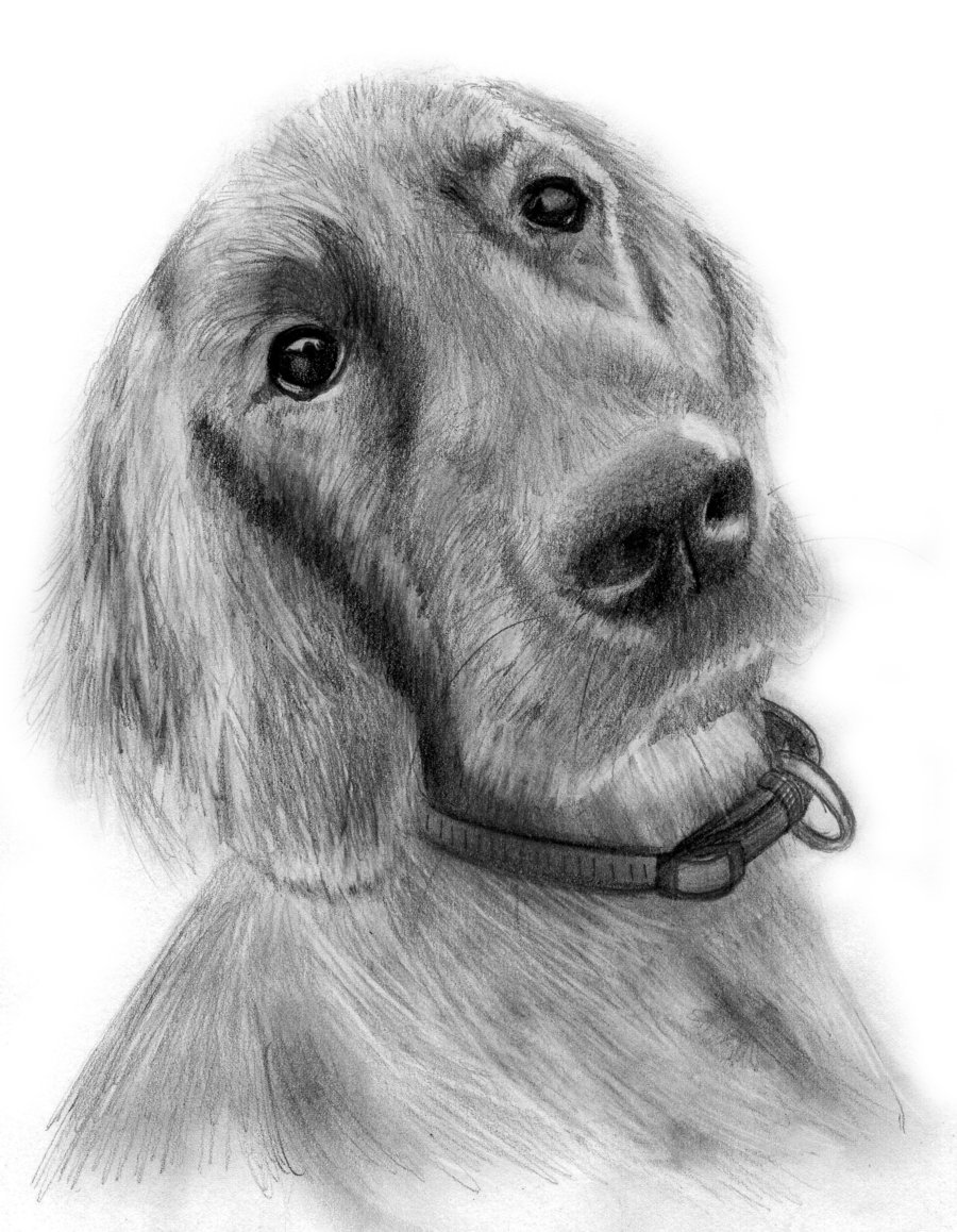 Dog Pencil Drawing Art