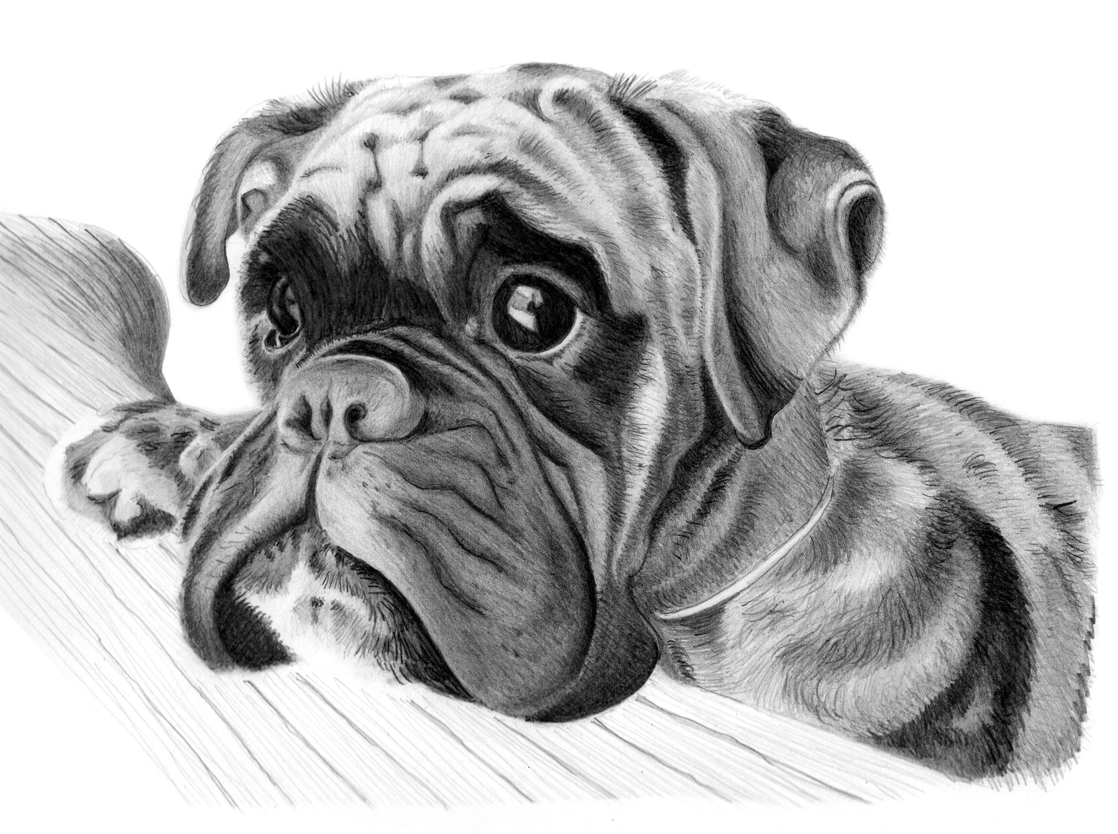 Dog Pencil Drawing Beautiful Artwork