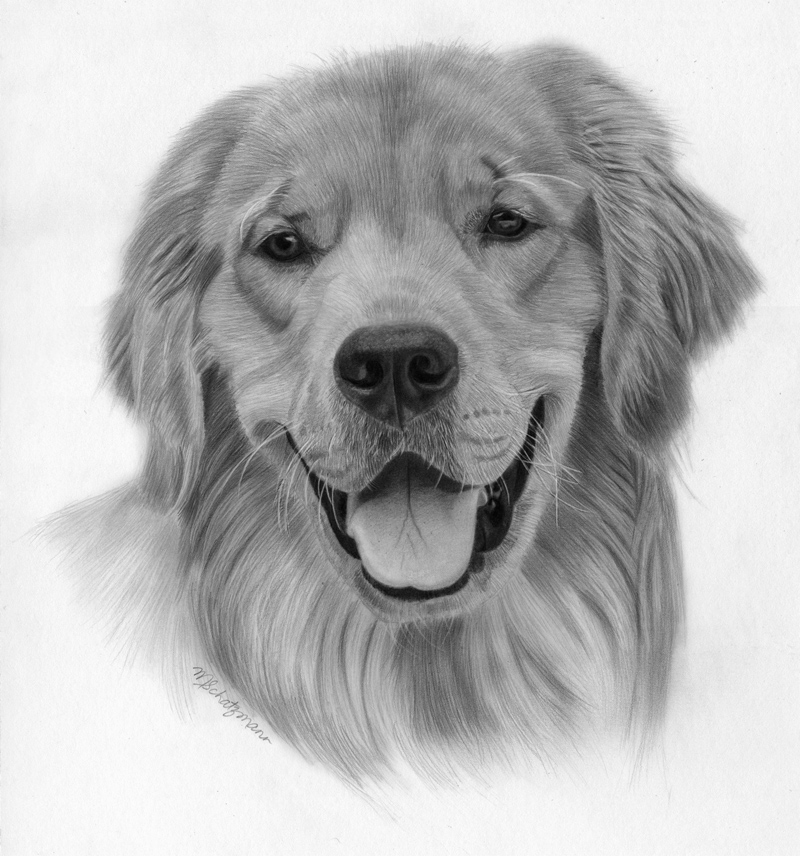 Dog Pencil Drawing Photo