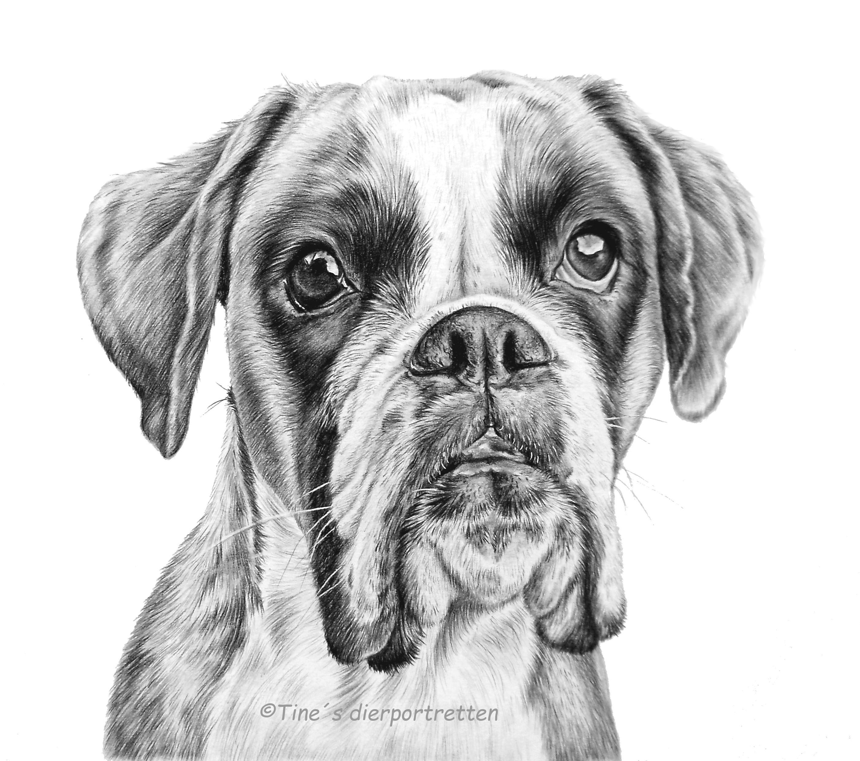 Dog Pencil Drawing Picture
