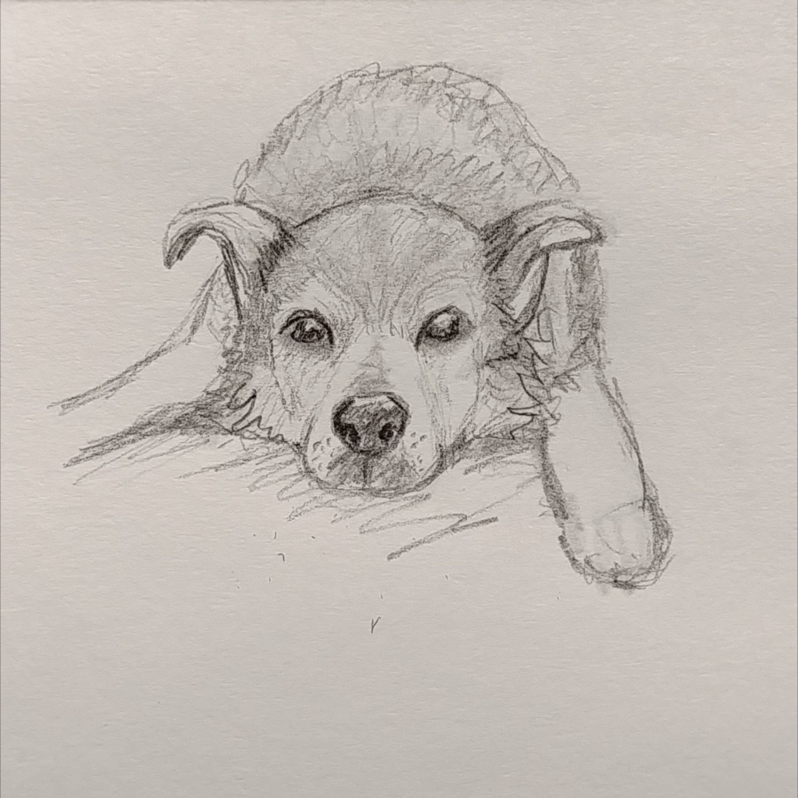 Dog Pencil Drawing Unique Art