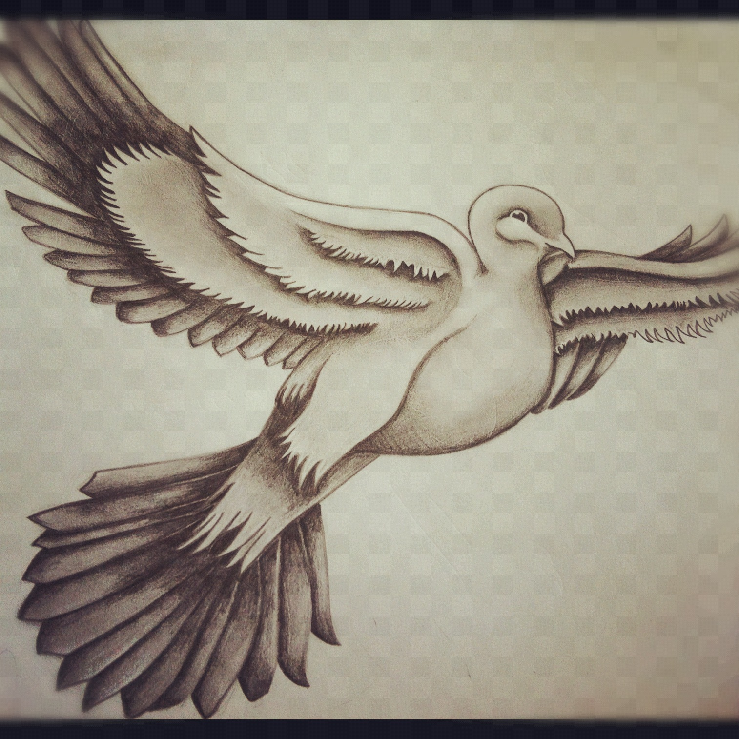 Dove Drawing Creative Style