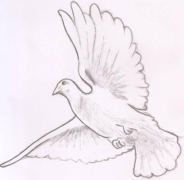 Dove Drawing Detailed Sketch