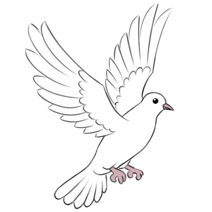 Dove Drawing Realistic Sketch