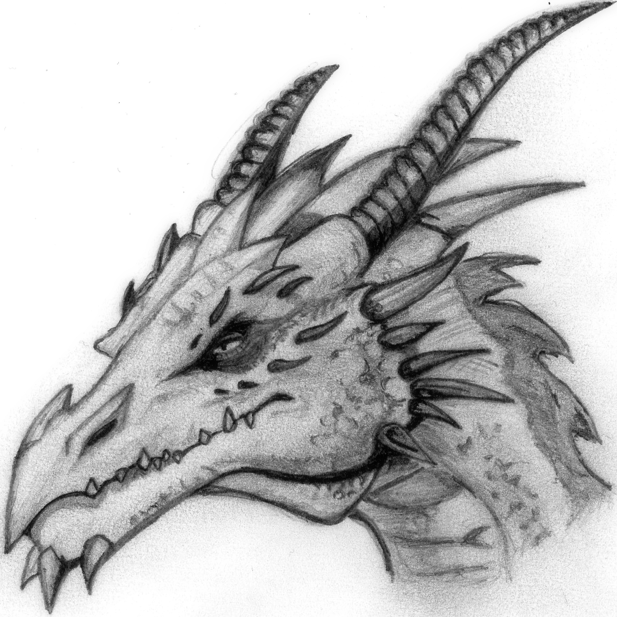 Dragon Head Drawing Amazing Sketch