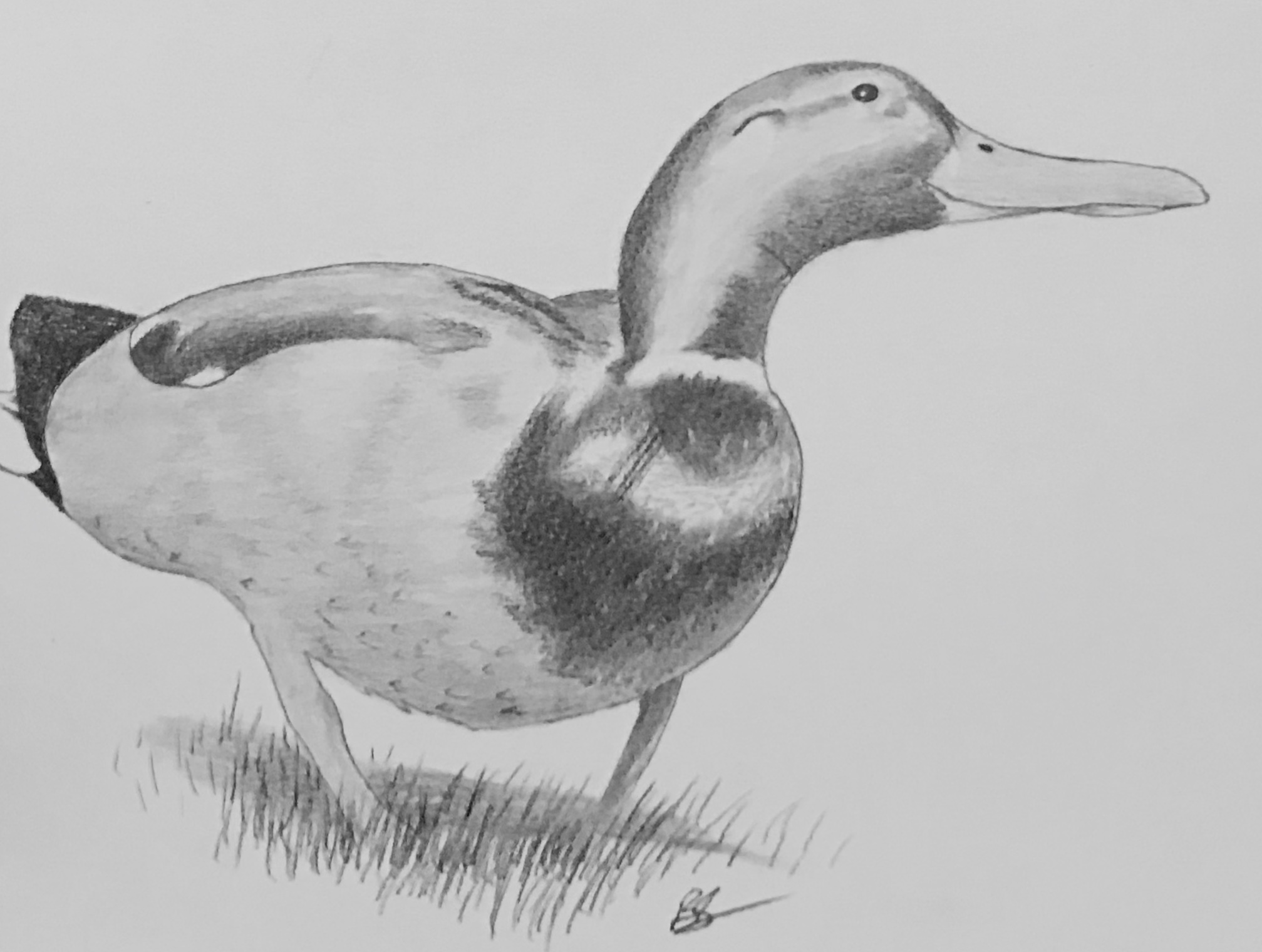 Duck Drawing Amazing Sketch