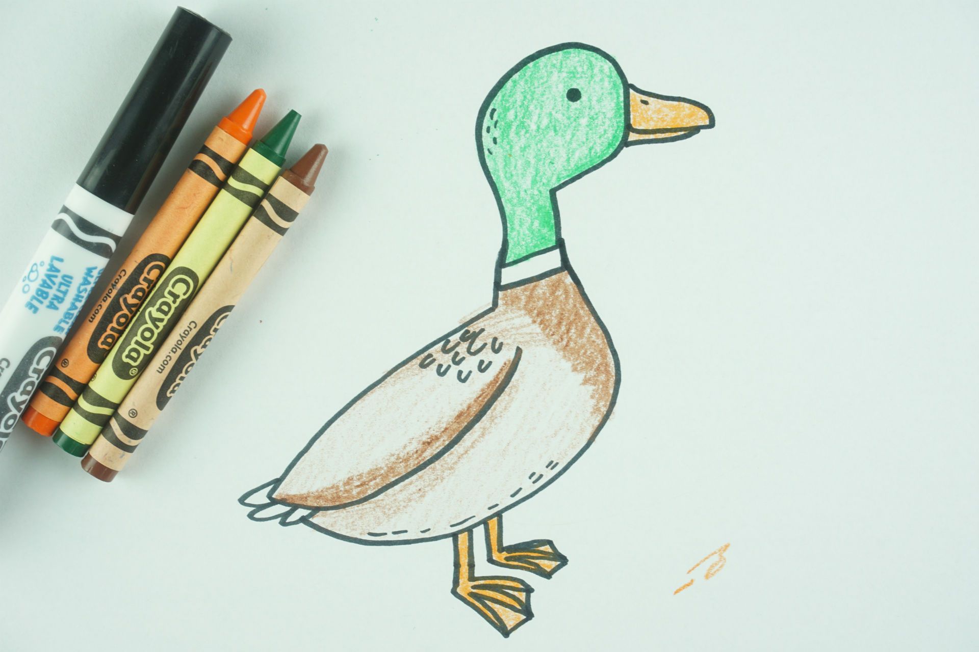 Duck Drawing Fine Art