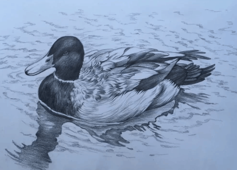 Duck Drawing Photo