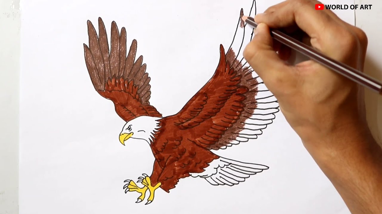 Eagle Drawing Amazing Sketch