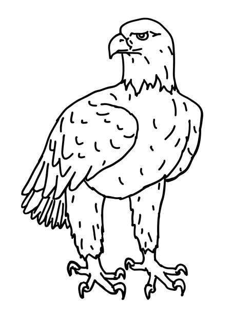 Eagle Drawing Artistic Sketching
