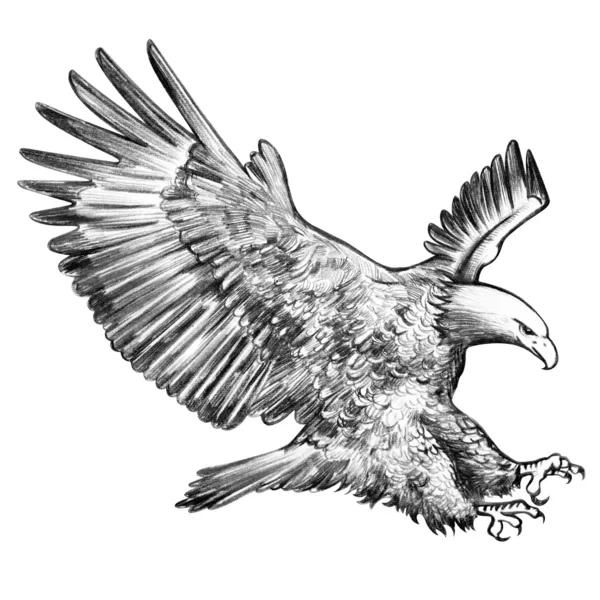 Eagle Drawing Fine Art