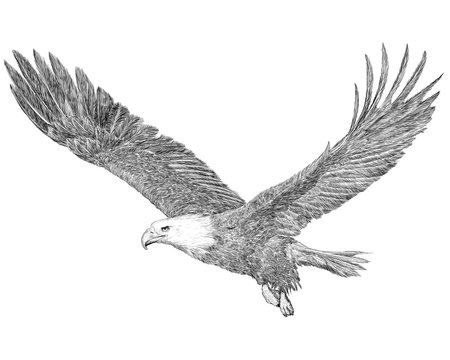 Eagle Drawing Realistic Sketch