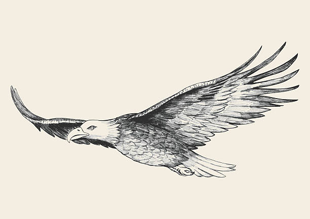 Eagle Drawing Sketch
