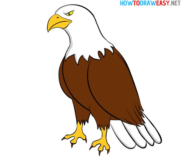 Eagle Drawing Stunning Sketch